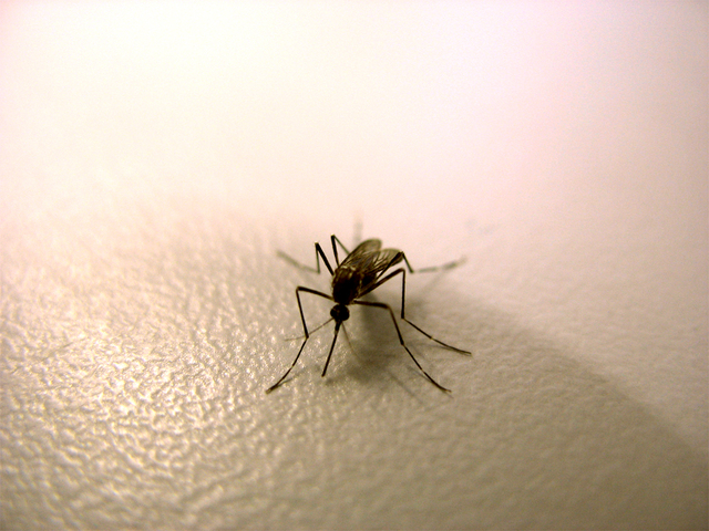 mosquito